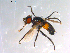  ( - 10PROBE-12183)  @12 [ ] CreativeCommons - Attribution (2011) CBG Photography Group Centre for Biodiversity Genomics