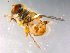  ( - 10PROBE-12184)  @12 [ ] CreativeCommons - Attribution (2011) CBG Photography Group Centre for Biodiversity Genomics