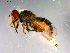  ( - 10PROBE-12194)  @13 [ ] CreativeCommons - Attribution (2011) CBG Photography Group Centre for Biodiversity Genomics