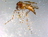  ( - 10PROBE-12257)  @13 [ ] CreativeCommons - Attribution (2011) CBG Photography Group Centre for Biodiversity Genomics