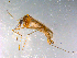  ( - 10PROBE-12258)  @13 [ ] CreativeCommons - Attribution (2011) CBG Photography Group Centre for Biodiversity Genomics