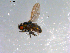  ( - 10PROBE-12259)  @12 [ ] CreativeCommons - Attribution (2011) CBG Photography Group Centre for Biodiversity Genomics