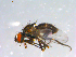  ( - 10PROBE-12293)  @13 [ ] CreativeCommons - Attribution (2011) CBG Photography Group Centre for Biodiversity Genomics