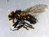  ( - 10PROBE-12305)  @13 [ ] CreativeCommons - Attribution (2011) CBG Photography Group Centre for Biodiversity Genomics