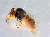  ( - 10PROBE-12336)  @12 [ ] CreativeCommons - Attribution (2011) CBG Photography Group Centre for Biodiversity Genomics