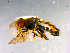  ( - 10PROBE-12408)  @12 [ ] CreativeCommons - Attribution (2011) CBG Photography Group Centre for Biodiversity Genomics