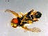  ( - 10PROBE-12410)  @12 [ ] CreativeCommons - Attribution (2011) CBG Photography Group Centre for Biodiversity Genomics