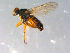  ( - 10PROBE-12419)  @13 [ ] CreativeCommons - Attribution (2011) CBG Photography Group Centre for Biodiversity Genomics