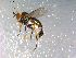  ( - 10PROBE-12458)  @13 [ ] CreativeCommons - Attribution (2011) CBG Photography Group Centre for Biodiversity Genomics