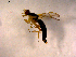 ( - 10PROBE-12463)  @13 [ ] CreativeCommons - Attribution (2011) CBG Photography Group Centre for Biodiversity Genomics