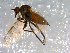  ( - 10PROBE-12475)  @13 [ ] CreativeCommons - Attribution (2011) CBG Photography Group Centre for Biodiversity Genomics