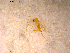 ( - 10PROBE-12502)  @12 [ ] CreativeCommons - Attribution (2011) CBG Photography Group Centre for Biodiversity Genomics