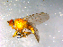  ( - 10PROBE-12516)  @13 [ ] CreativeCommons - Attribution (2011) CBG Photography Group Centre for Biodiversity Genomics