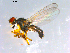  ( - 10PROBE-12580)  @14 [ ] CreativeCommons - Attribution (2011) CBG Photography Group Centre for Biodiversity Genomics