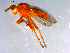  ( - 10PROBE-12582)  @12 [ ] CreativeCommons - Attribution (2011) CBG Photography Group Centre for Biodiversity Genomics