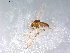  ( - 10PROBE-12637)  @12 [ ] CreativeCommons - Attribution (2011) CBG Photography Group Centre for Biodiversity Genomics
