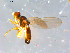  ( - 10PROBE-12672)  @12 [ ] CreativeCommons - Attribution (2011) CBG Photography Group Centre for Biodiversity Genomics