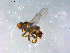  ( - 10PROBE-12677)  @13 [ ] CreativeCommons - Attribution (2011) CBG Photography Group Centre for Biodiversity Genomics