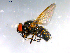  (Zaphne brunneifrons - 10PROBE-12720)  @14 [ ] CreativeCommons - Attribution (2011) CBG Photography Group Centre for Biodiversity Genomics