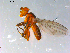  ( - 10PROBE-12740)  @12 [ ] CreativeCommons - Attribution (2011) CBG Photography Group Centre for Biodiversity Genomics