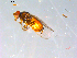  ( - 10PROBE-12777)  @12 [ ] CreativeCommons - Attribution (2011) CBG Photography Group Centre for Biodiversity Genomics