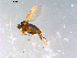  ( - 10PROBE-12832)  @12 [ ] CreativeCommons - Attribution (2011) CBG Photography Group Centre for Biodiversity Genomics