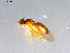  ( - 10PROBE-12876)  @12 [ ] CreativeCommons - Attribution (2011) CBG Photography Group Centre for Biodiversity Genomics