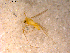  ( - 10PROBE-12917)  @12 [ ] CreativeCommons - Attribution (2011) CBG Photography Group Centre for Biodiversity Genomics
