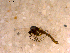  ( - 10PROBE-12966)  @13 [ ] CreativeCommons - Attribution (2011) CBG Photography Group Centre for Biodiversity Genomics
