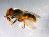  ( - 10PROBE-12983)  @13 [ ] CreativeCommons - Attribution (2011) CBG Photography Group Centre for Biodiversity Genomics