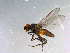  ( - 10PROBE-13012)  @13 [ ] CreativeCommons - Attribution (2011) CBG Photography Group Centre for Biodiversity Genomics
