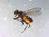  ( - 10PROBE-13013)  @13 [ ] CreativeCommons - Attribution (2011) CBG Photography Group Centre for Biodiversity Genomics