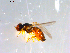  ( - 10PROBE-13016)  @13 [ ] CreativeCommons - Attribution (2011) CBG Photography Group Centre for Biodiversity Genomics