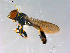  ( - 10PROBE-13024)  @13 [ ] CreativeCommons - Attribution (2011) CBG Photography Group Centre for Biodiversity Genomics