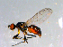  ( - 10PROBE-13037)  @13 [ ] CreativeCommons - Attribution (2011) CBG Photography Group Centre for Biodiversity Genomics