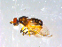  ( - 10PROBE-13042)  @12 [ ] CreativeCommons - Attribution (2011) CBG Photography Group Centre for Biodiversity Genomics