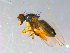  ( - 10PROBE-13048)  @14 [ ] CreativeCommons - Attribution (2011) CBG Photography Group Centre for Biodiversity Genomics