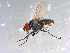  ( - 10PROBE-13073)  @13 [ ] CreativeCommons - Attribution (2011) CBG Photography Group Centre for Biodiversity Genomics