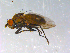  ( - 10PROBE-13106)  @13 [ ] CreativeCommons - Attribution (2011) CBG Photography Group Centre for Biodiversity Genomics