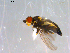  ( - 10PROBE-13132)  @12 [ ] CreativeCommons - Attribution (2011) CBG Photography Group Centre for Biodiversity Genomics