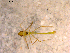  ( - 10PROBE-13137)  @12 [ ] CreativeCommons - Attribution (2011) CBG Photography Group Centre for Biodiversity Genomics