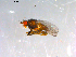  ( - 10PROBE-13143)  @12 [ ] CreativeCommons - Attribution (2011) CBG Photography Group Centre for Biodiversity Genomics