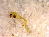  ( - 10PROBE-13154)  @12 [ ] CreativeCommons - Attribution (2011) CBG Photography Group Centre for Biodiversity Genomics