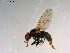  ( - 10PROBE-13239)  @12 [ ] CreativeCommons - Attribution (2011) CBG Photography Group Centre for Biodiversity Genomics