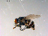  ( - 10PROBE-13240)  @13 [ ] CreativeCommons - Attribution (2011) CBG Photography Group Centre for Biodiversity Genomics