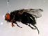  ( - 10PROBE-13244)  @13 [ ] CreativeCommons - Attribution (2011) CBG Photography Group Centre for Biodiversity Genomics
