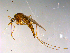  ( - 10PROBE-13246)  @13 [ ] CreativeCommons - Attribution (2011) CBG Photography Group Centre for Biodiversity Genomics
