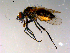  ( - 10PROBE-13277)  @14 [ ] CreativeCommons - Attribution (2011) CBG Photography Group Centre for Biodiversity Genomics