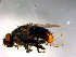  ( - 10PROBE-13317)  @12 [ ] CreativeCommons - Attribution (2011) CBG Photography Group Centre for Biodiversity Genomics
