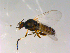  ( - 10PROBE-13346)  @13 [ ] CreativeCommons - Attribution (2011) CBG Photography Group Centre for Biodiversity Genomics